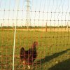 Malla para Gallinas
